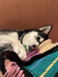 Black and white puppy on a blanket