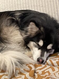 Black and white puppy sleeping